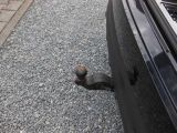 Porsche Cayenne bei Reisemobile.expert - Abbildung (12 / 15)